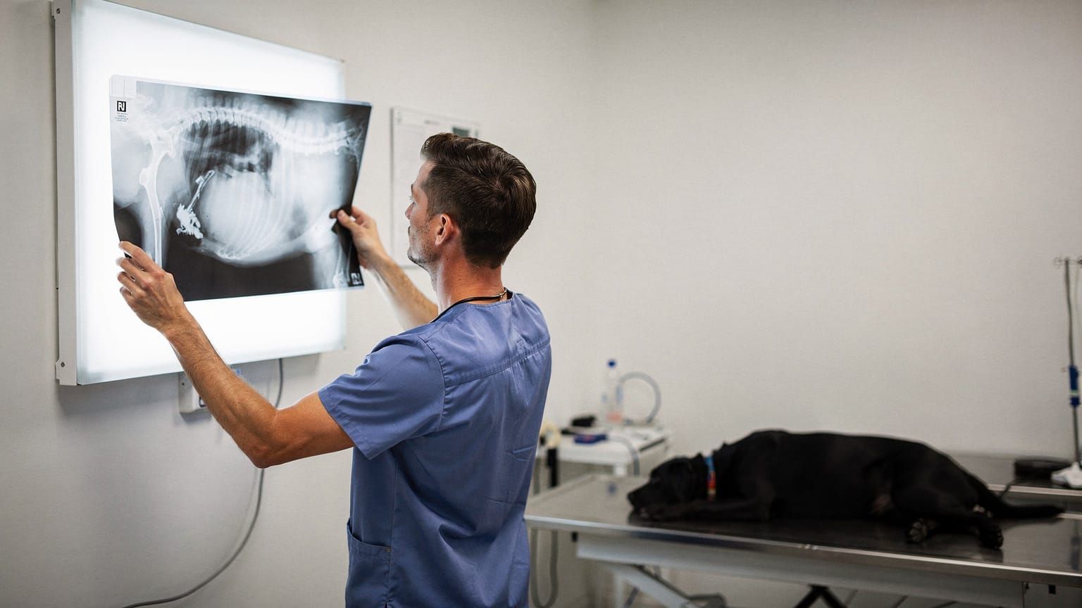 Foreign body - dog X-ray showing object lodged in stomach