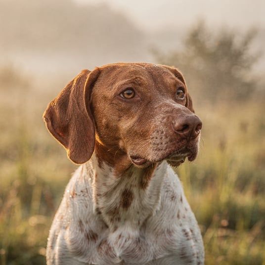 French Pyrenean Short Haired Pointer