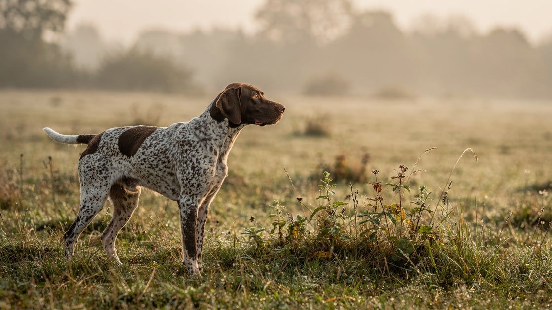 French Pyrenean Short Haired Pointer - vet costs and insurance