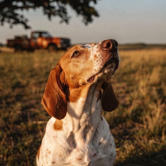French White And Orange Hound