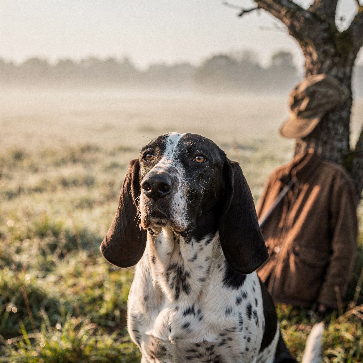 Gascony Saintongeois Hound