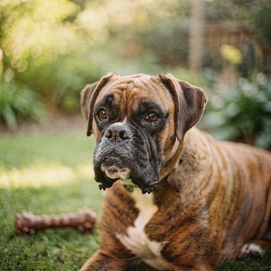 German Boxer