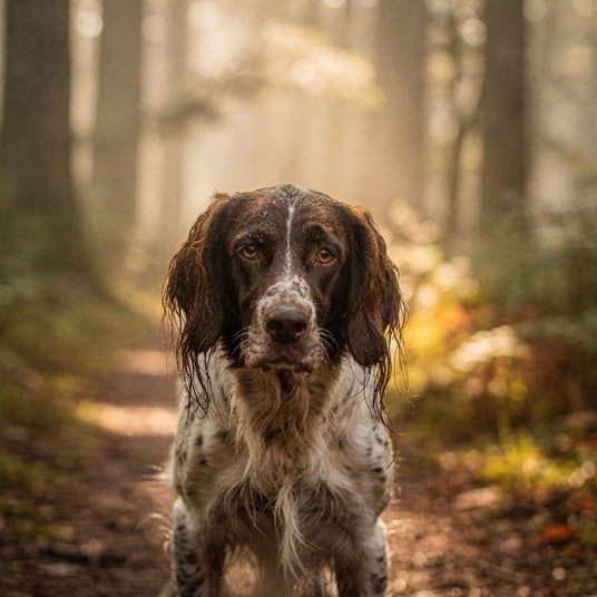 German Long Haired Pointer