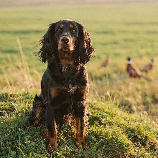 Gordon Setter