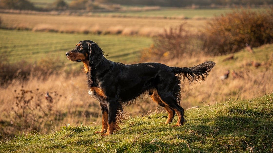 Gordon Setter - vet costs and insurance