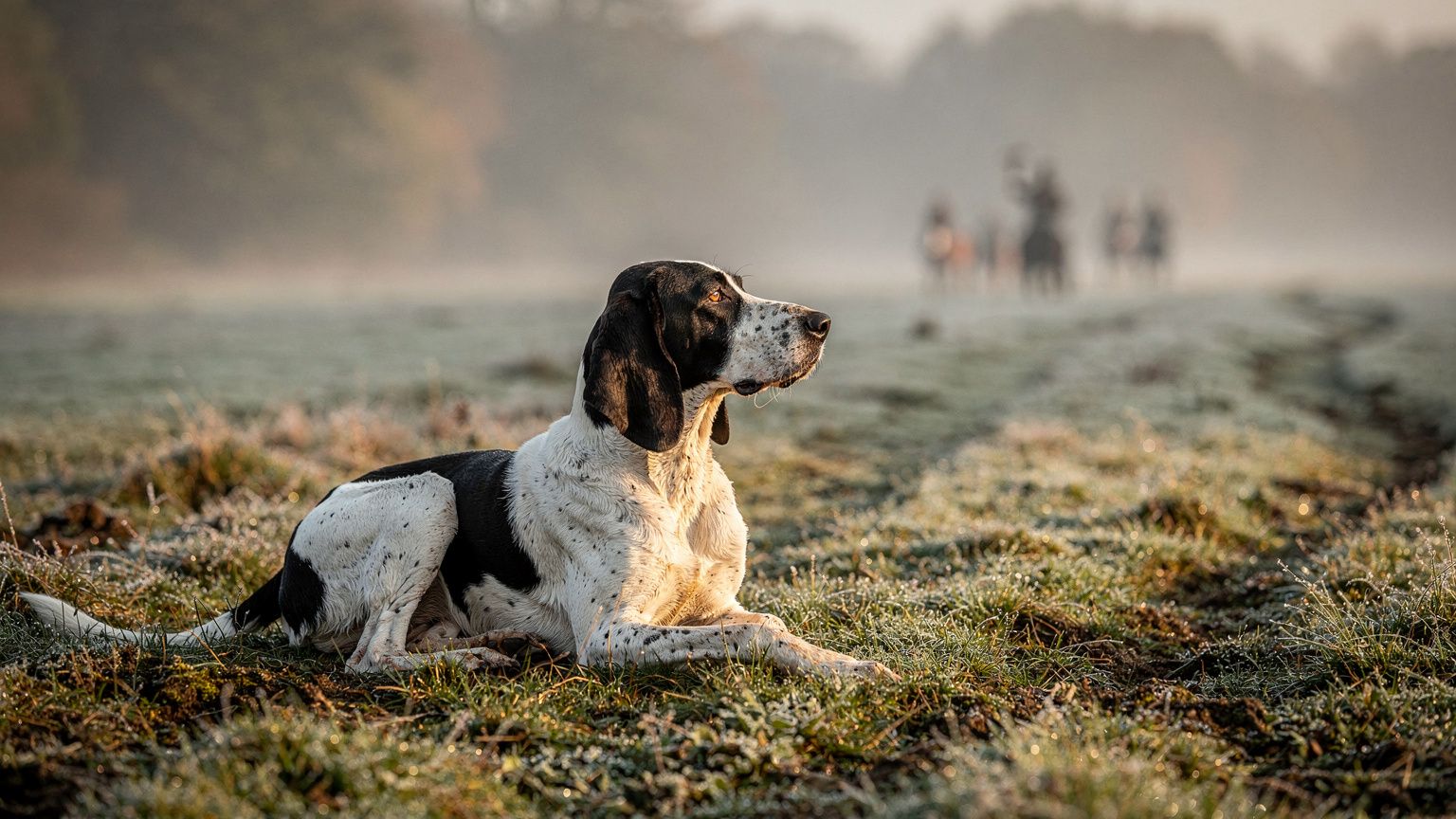 Grand Anglo French White And Black Hound - vet costs and insurance