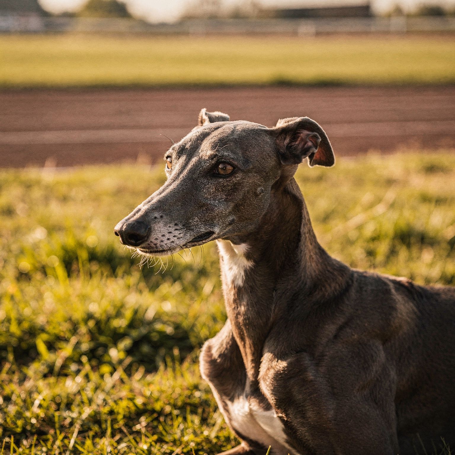 Greyhound