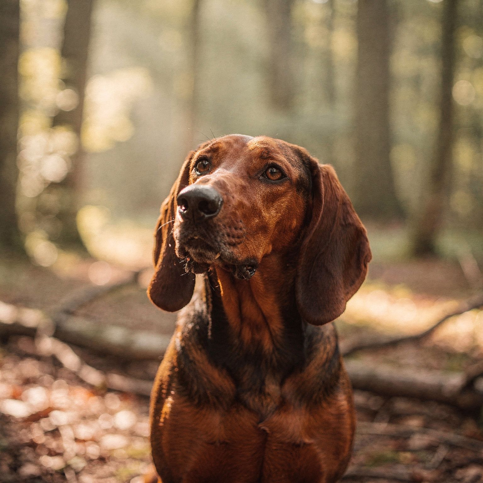 Hanoverian Hound