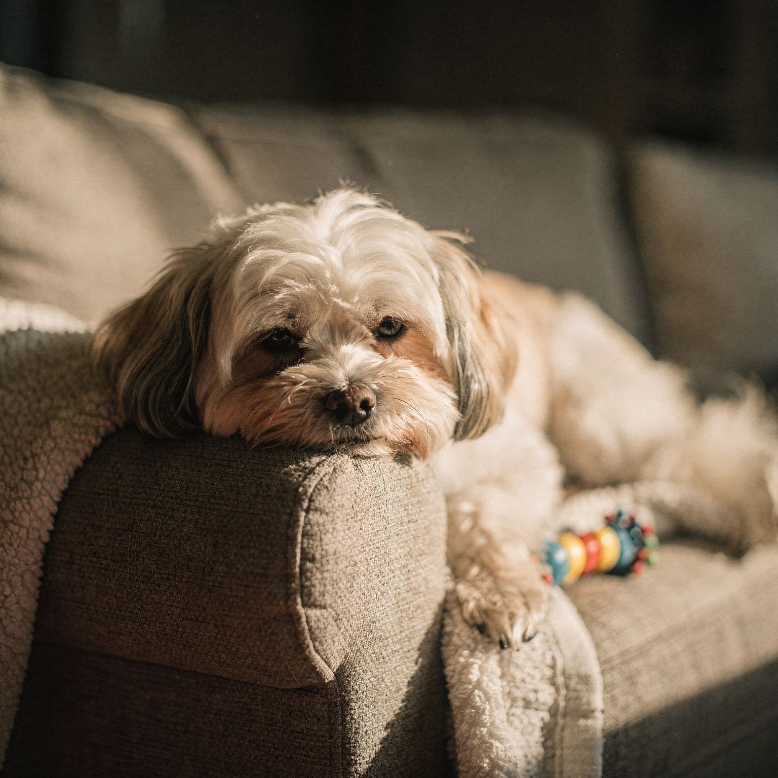 Havanese