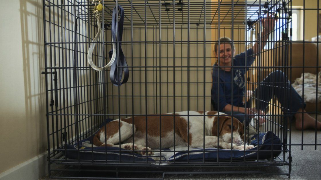 Tratamiento de la filariosis: costes veterinarios reales frente al precio de la prevención