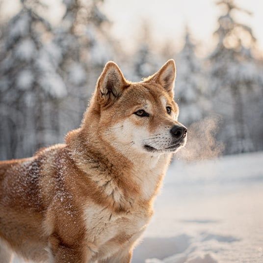 Hokkaido