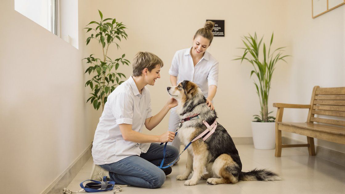 Výběr veterináře - dobrá praxe vysvětlí náklady dřív, než je navýší
