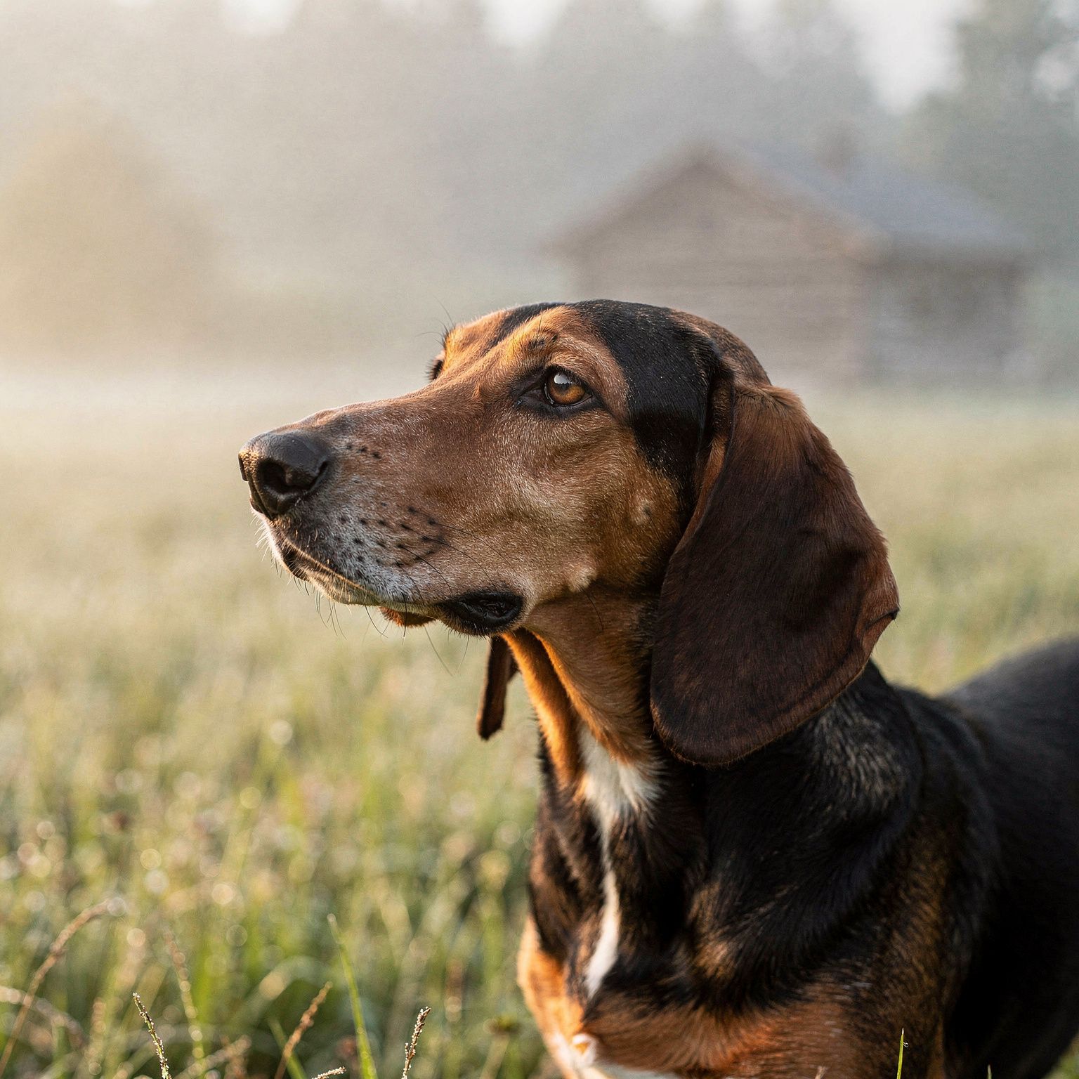 Hygen Hound