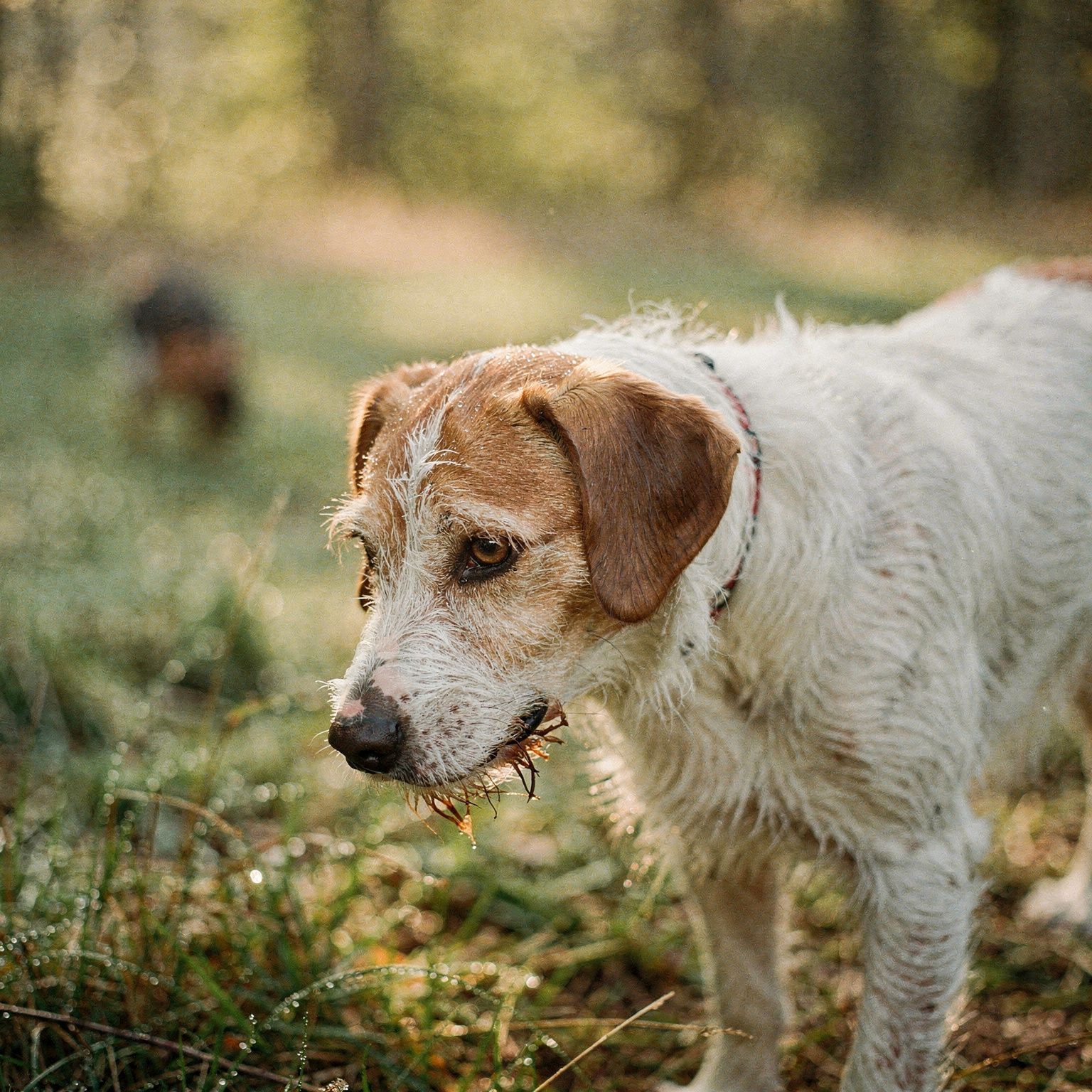 Istrian Coarse Haired Hound