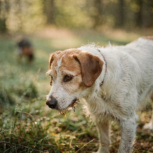 Istrian Coarse Haired Hound