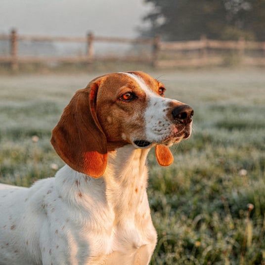 Istrian Short Haired Hound