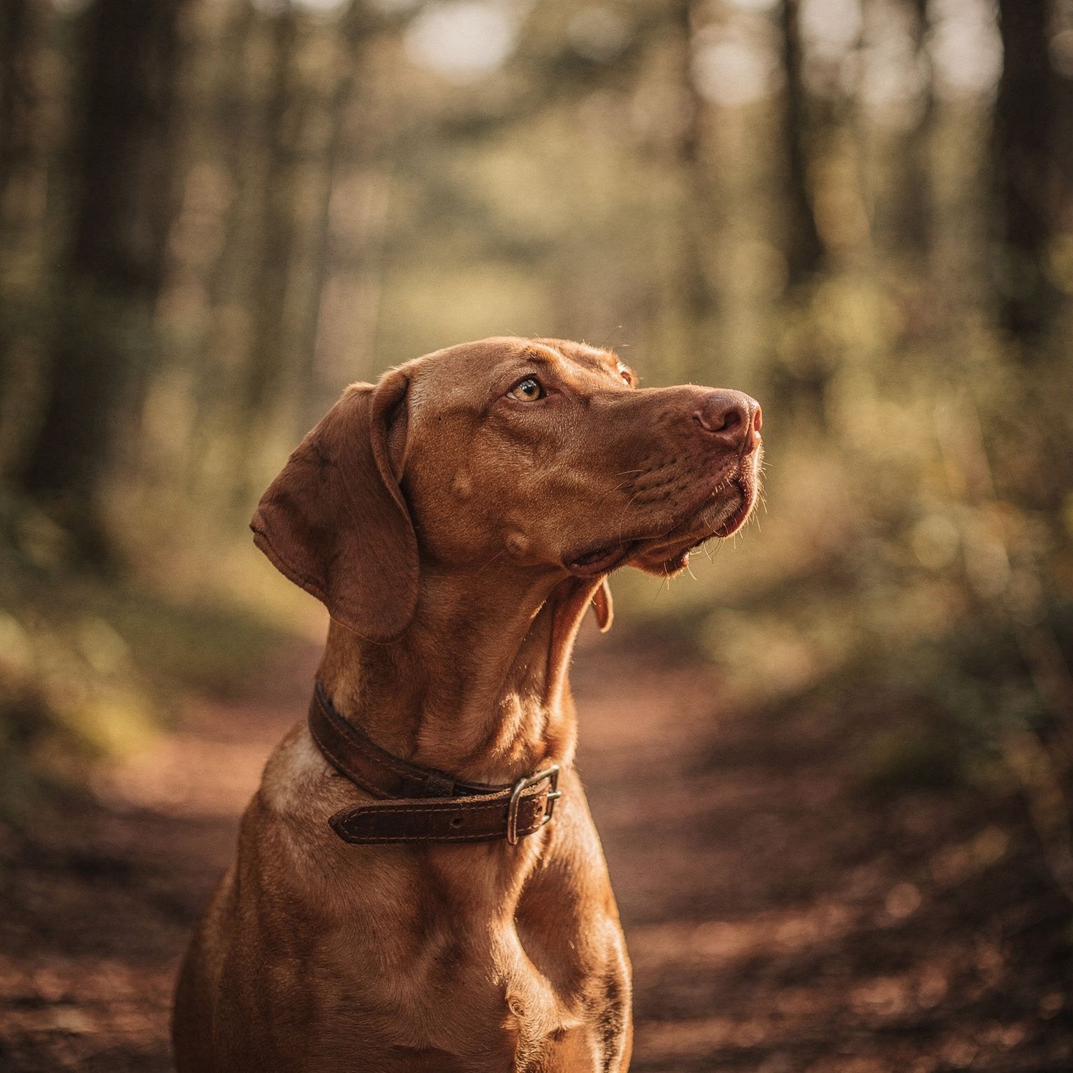 Italian Pointer