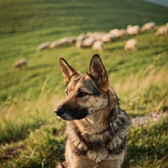 Karst Shepherd