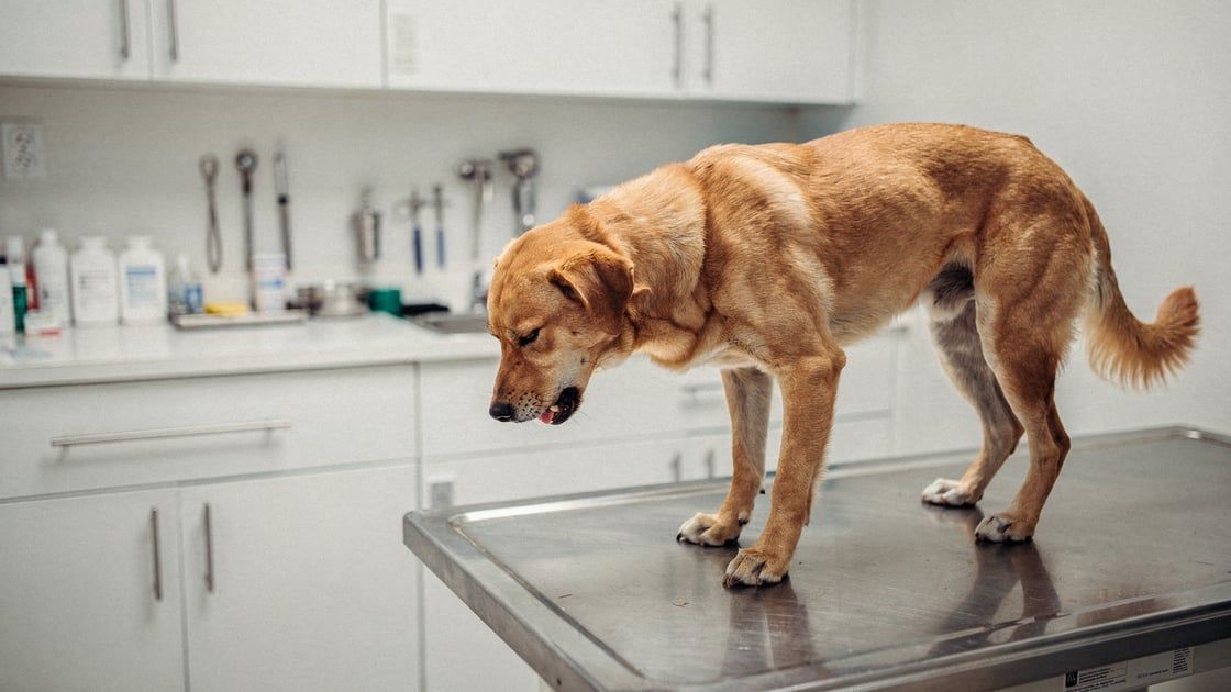 Kennel Cough - vet costs and insurance