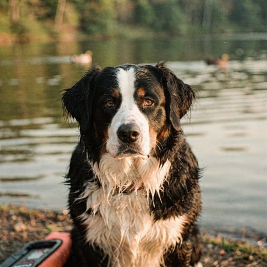 Landseer