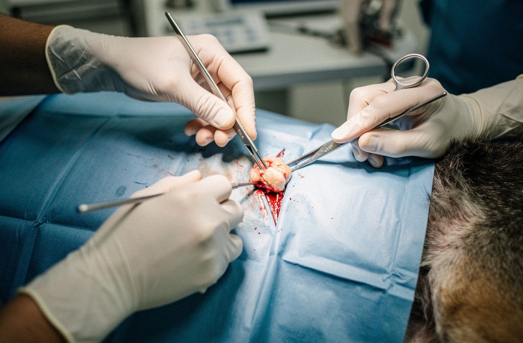 Lipoma Removal - vet costs and insurance