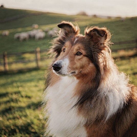 Long Haired Collie
