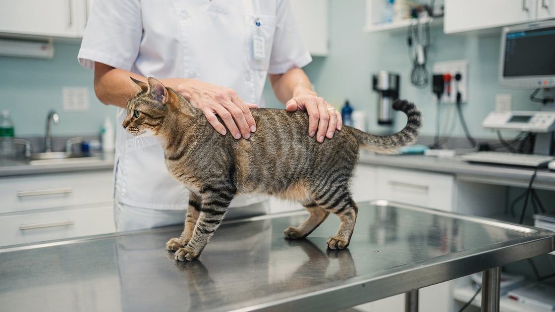 Lordosis - vet costs and insurance