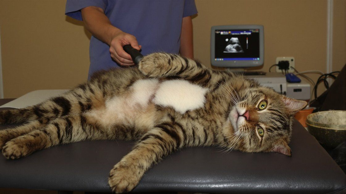 Mainská mývalí kočka - vysvětlené celoživotní náklady na veterináře, rizika HCM a dysplazie kyčlí