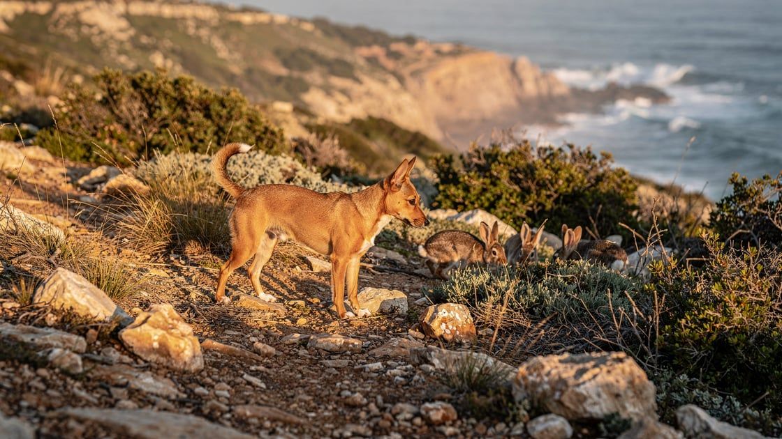 Majorca Ratter - vet costs and insurance