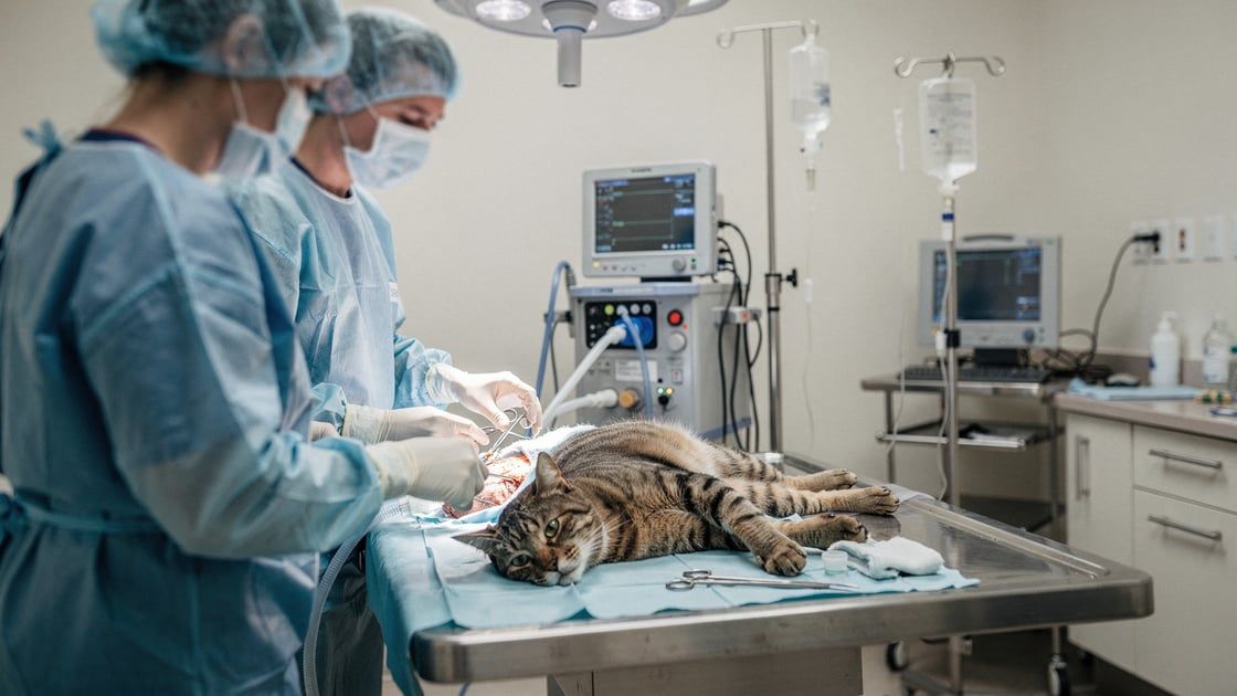 Neuter - vet costs and insurance
