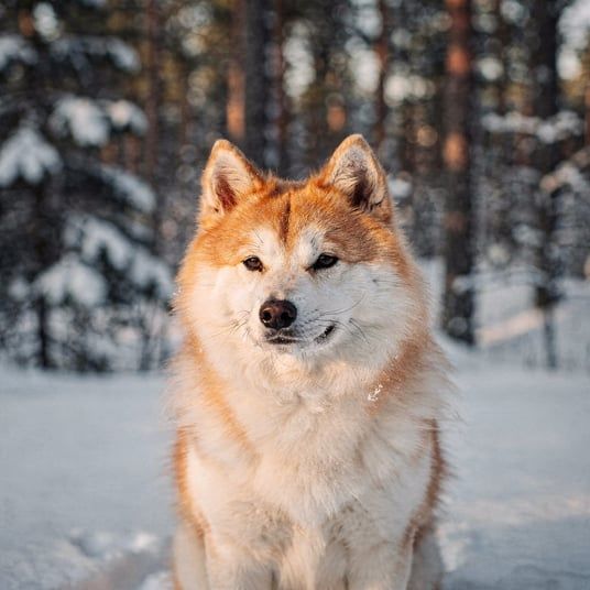 Norbotten Spitz