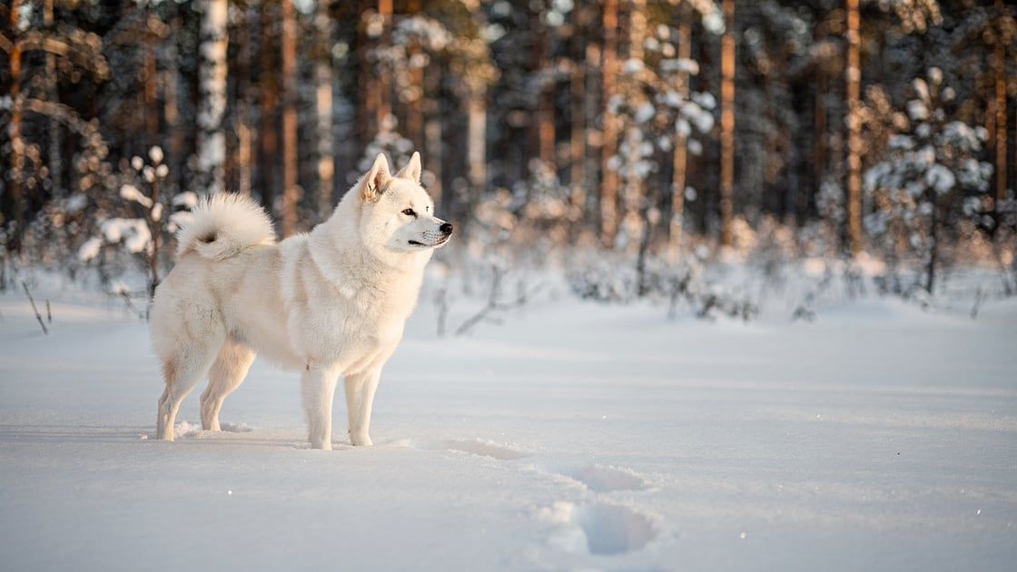 Norbotten Spitz - vet costs and insurance
