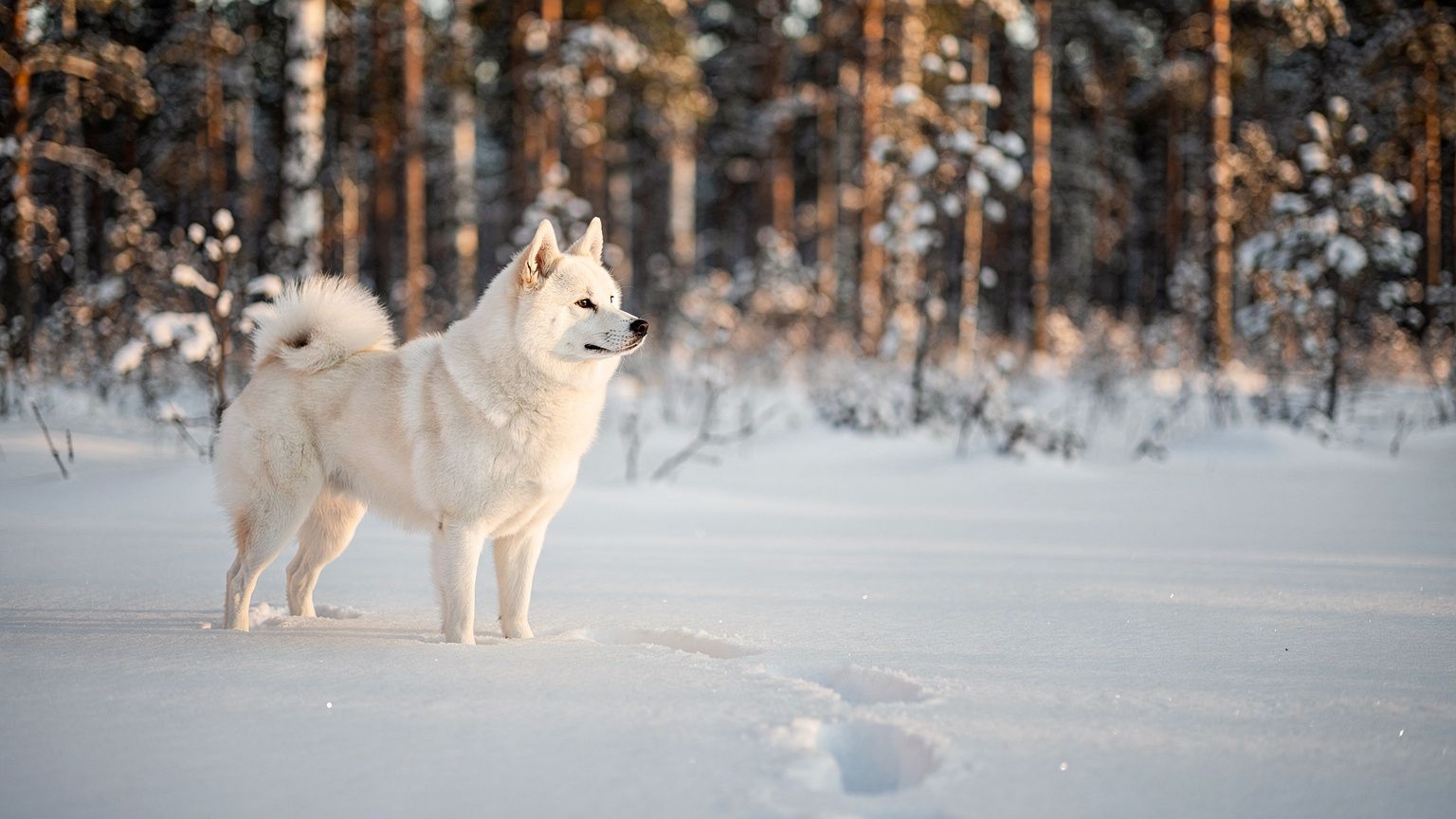 Norbotten Spitz - vet costs and insurance