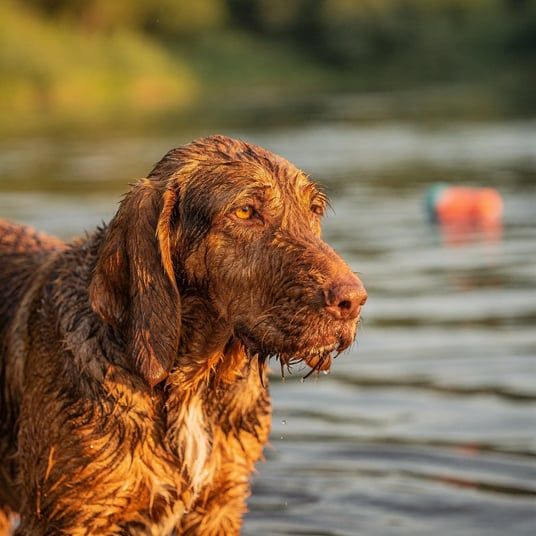 Otterhound