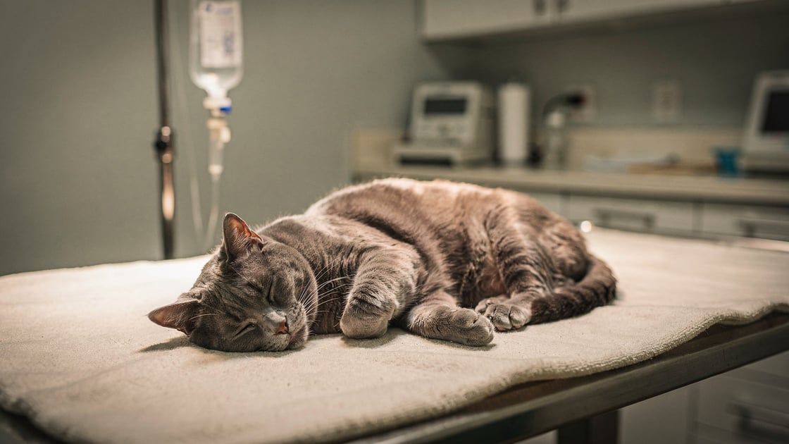 Pancreatitis - vet costs and insurance