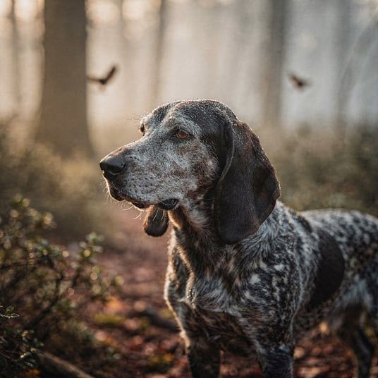 Petit Blue Gascony Hound