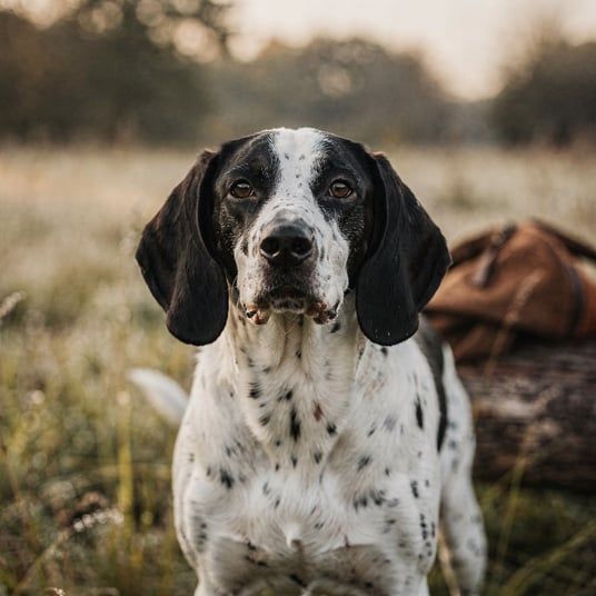 Petit Gascony Saintongeois Hound