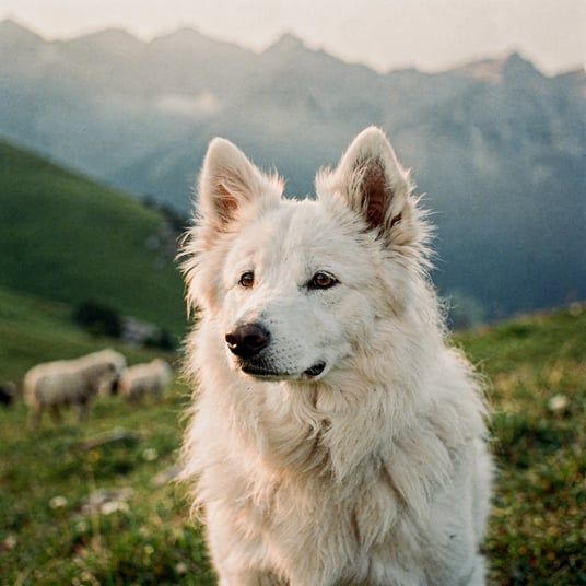 Podhale Sheepdog