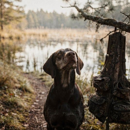Pointer