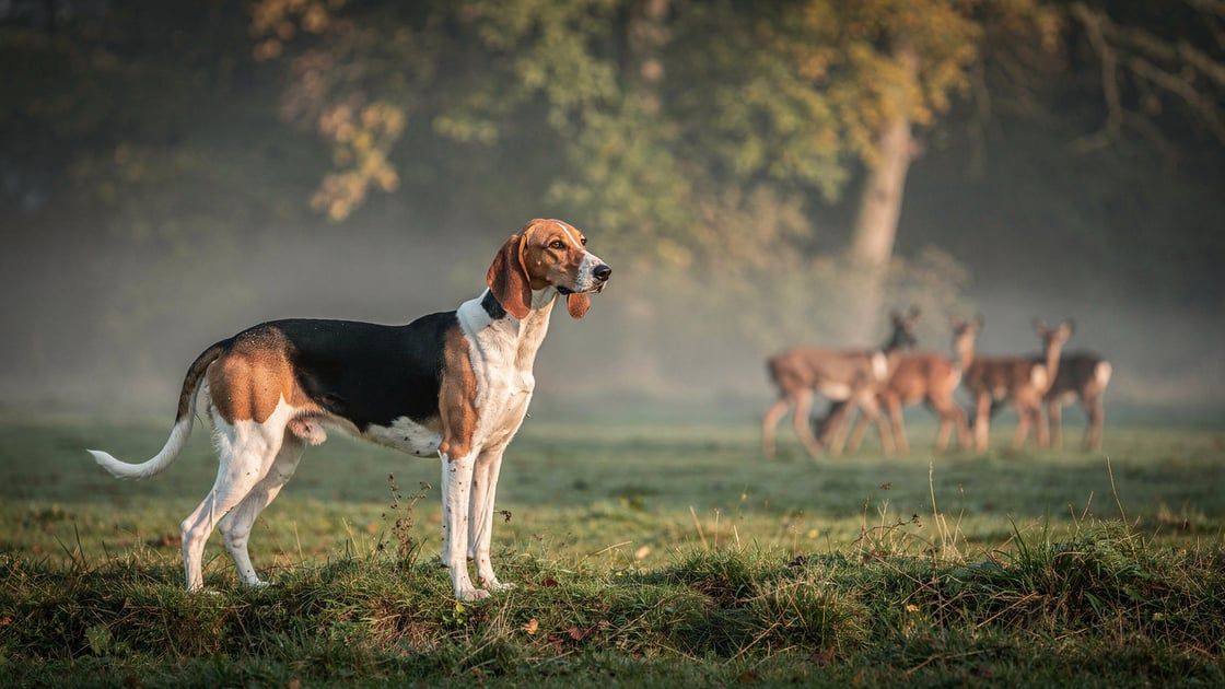 Poitevin - vet costs and insurance
