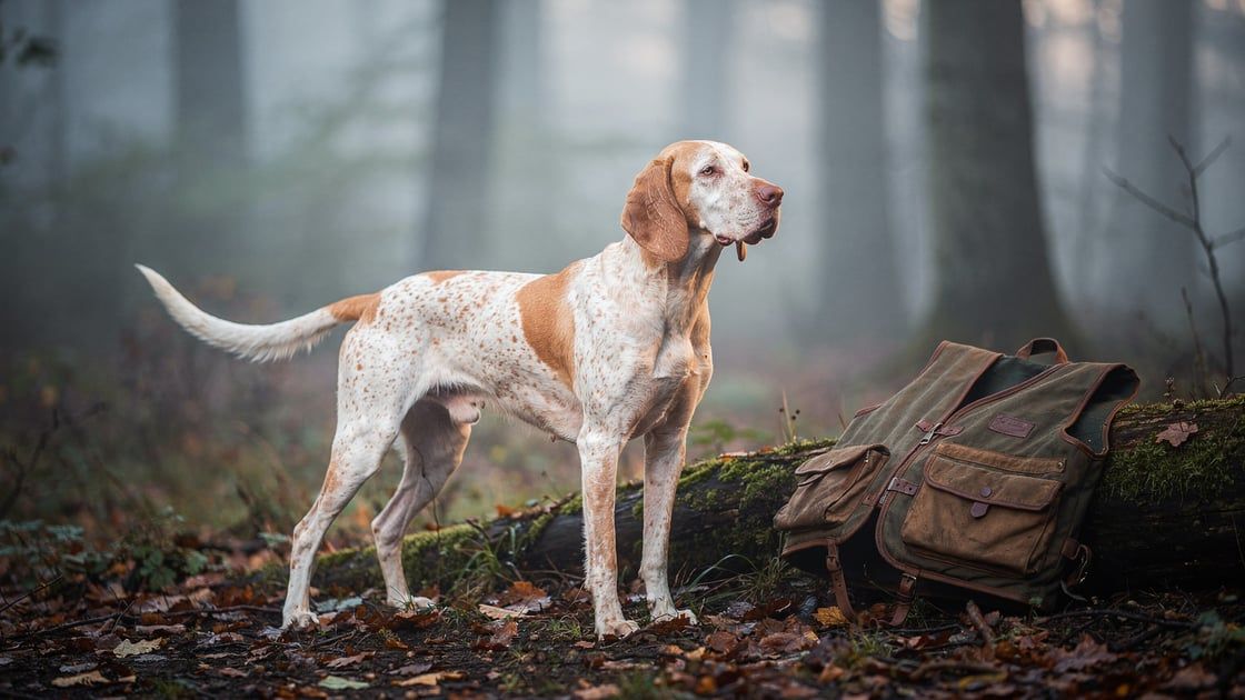 Porcelaine - vet costs and insurance