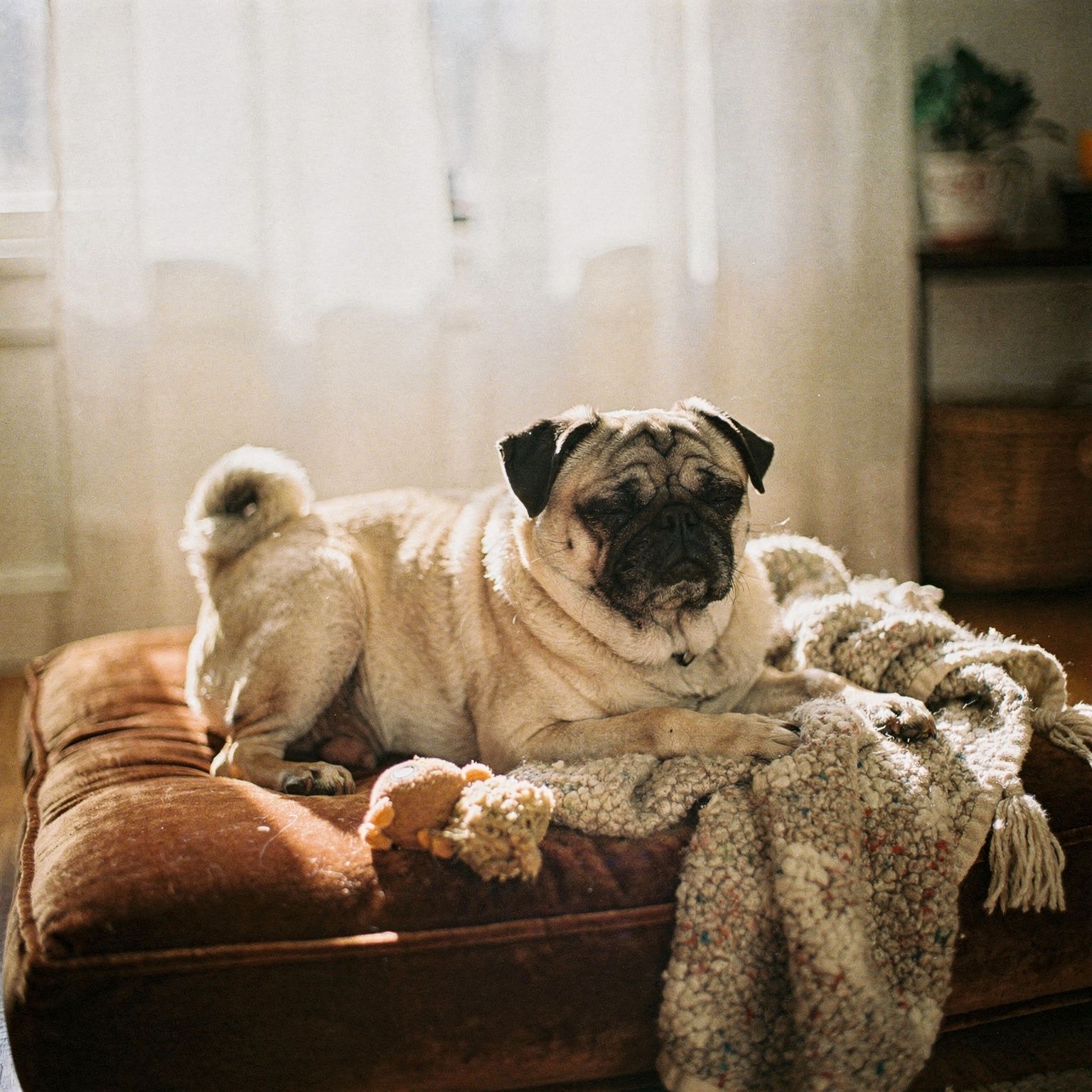 Pug