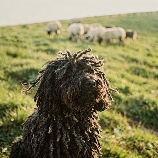 Puli