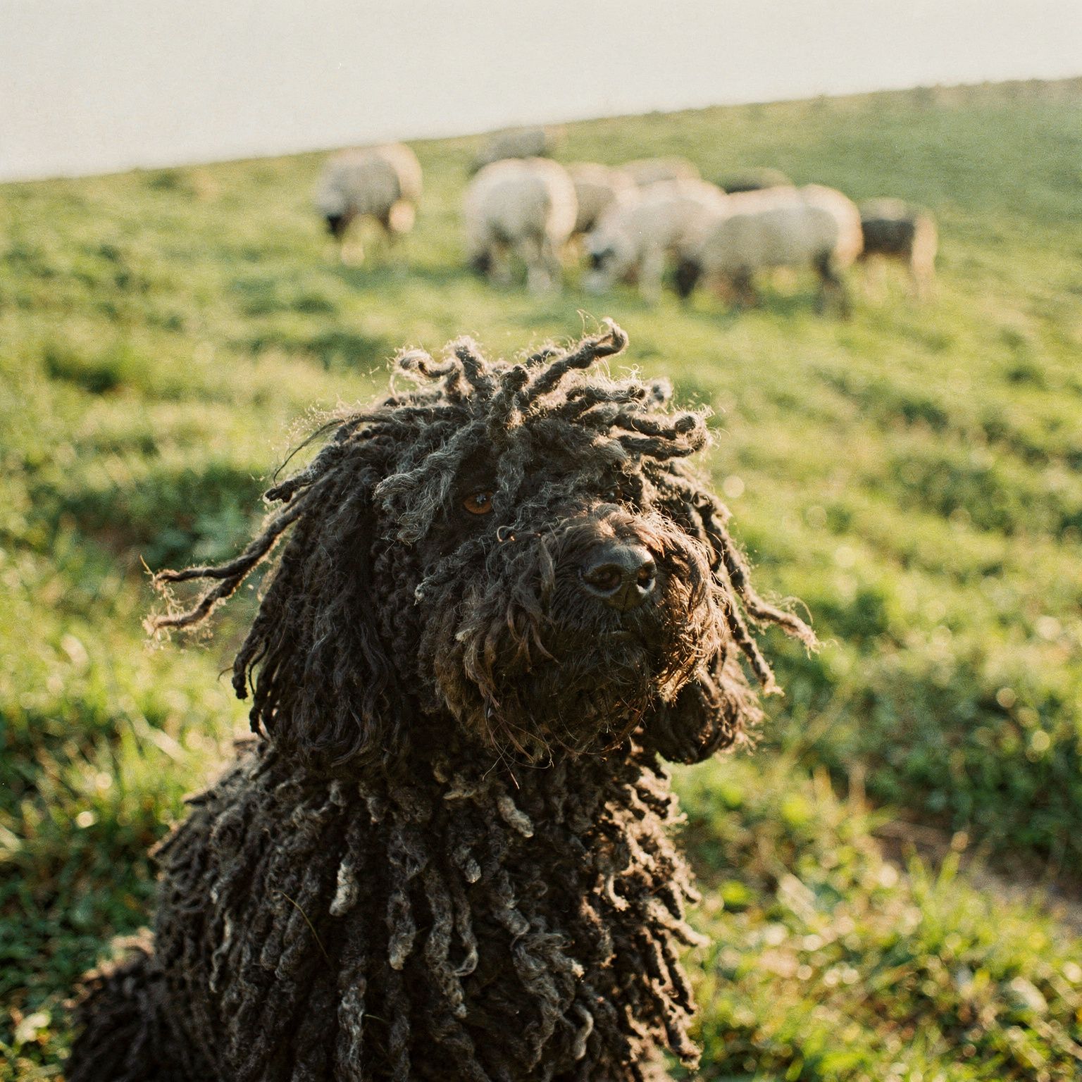 Puli