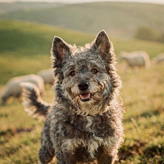 Pumi