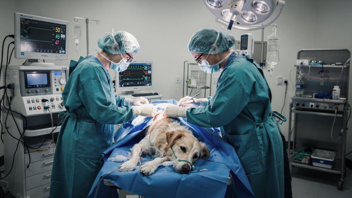 Pyometra Surgery - vet costs and insurance