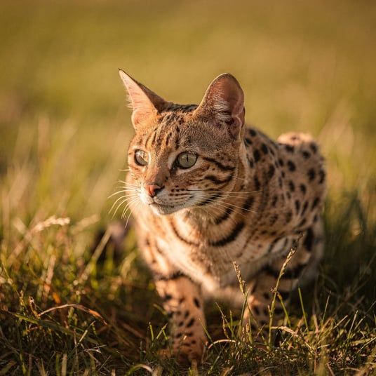 Savannah