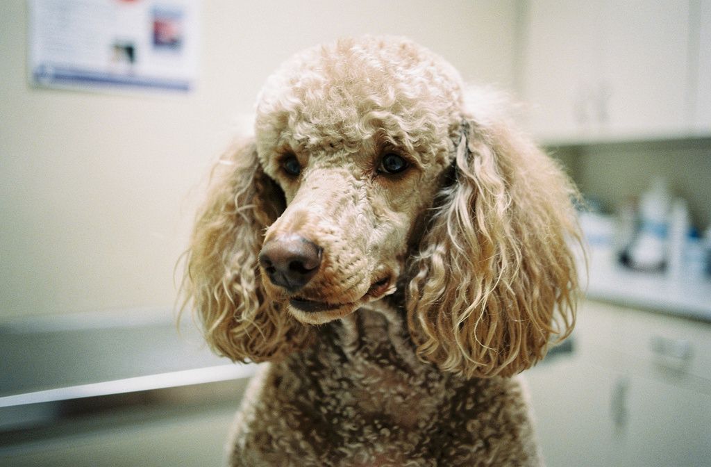Sebaceous Adenitis - vet costs and insurance