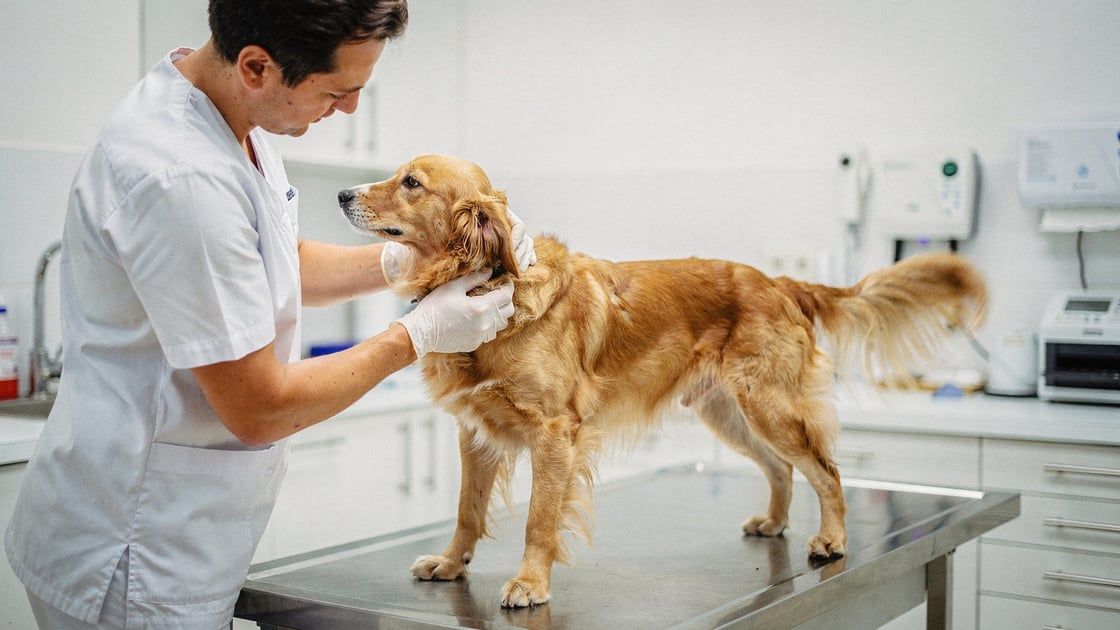 Sebaceous Adenitis - vet costs and insurance