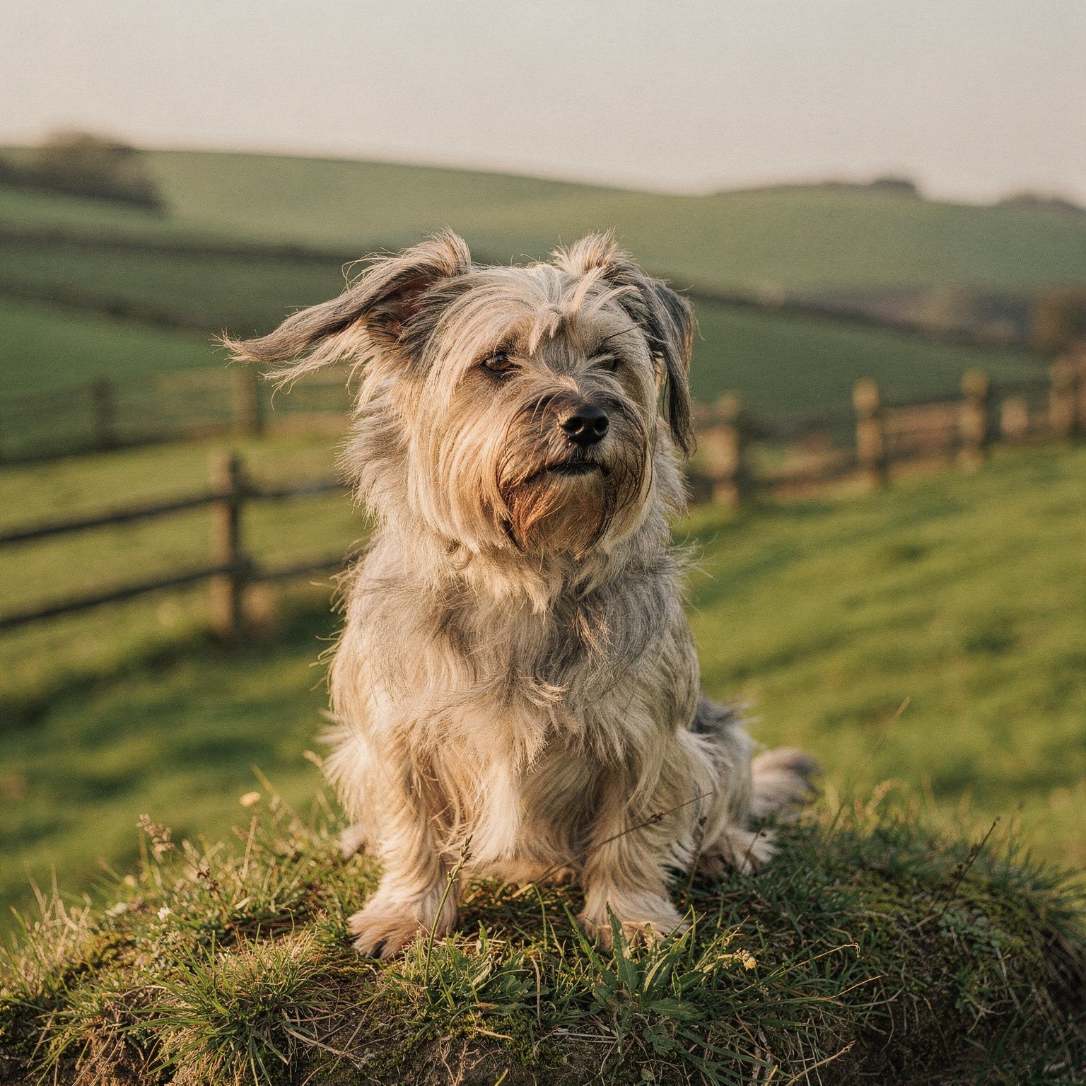 Skye Terrier
